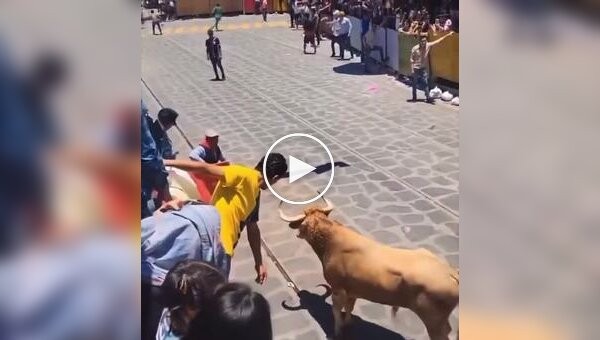 В Мексике тореадора сбил второй бык во время представления