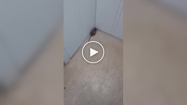 A rat regretted attacking a man