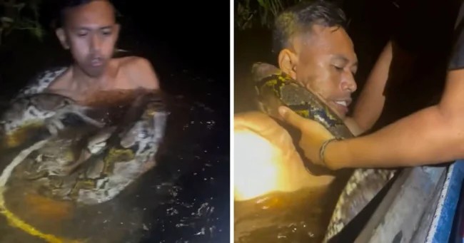 Жуткий момент: шестиметровый питон обвивается вокруг шеи гида на Борнео (4 фото + 1 видео)