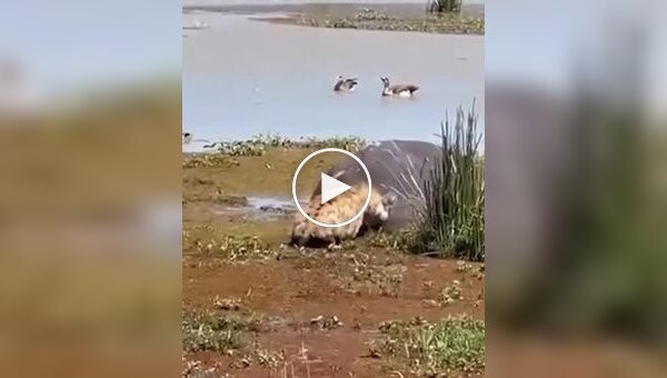 A hyena decided to have a free lunch, but narrowly avoided becoming the dish itself.