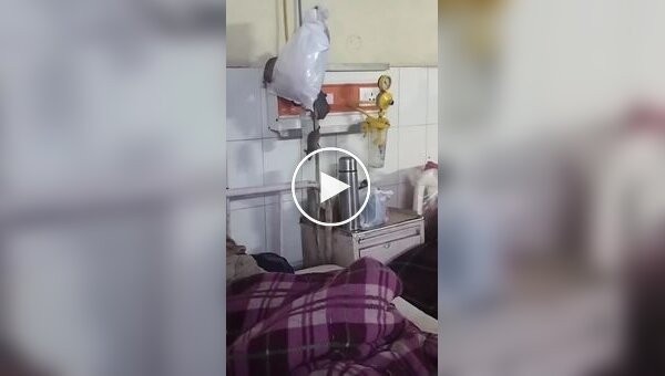 Крысы в больничной палате в Индии