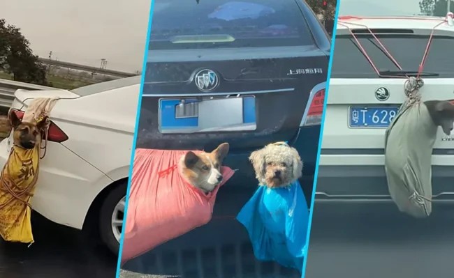 Мешки с лапками: дикий способ перевозки собак и кошек китайцами (5 фото + 1 видео)