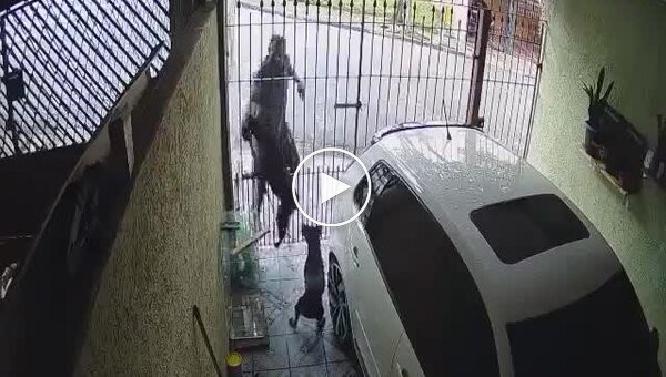 В Бразилии мужчину укусила сторожевая собака при попытке кражи