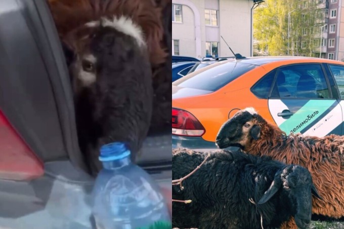 In Russia, a car sharing car was stopped, in the trunk of which migrants were carrying sheep (2 photos + 2 videos)