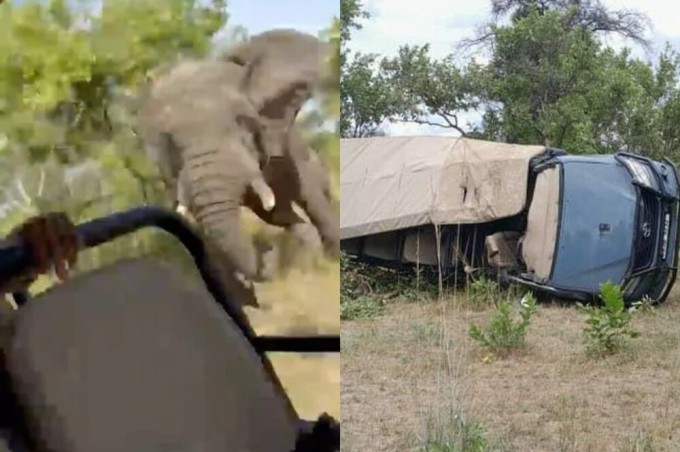 In Zambia, a wild elephant attacked tourists, an elderly American woman died (2 photos + 1 video)