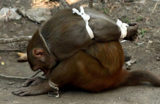 Why are some monkeys "knitted" and imprisoned in India? (5 photos)