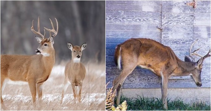 Two Americans died from zombie deer disease (4 photos)