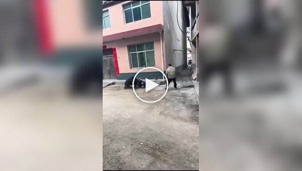 Aggressive boar somewhere in China