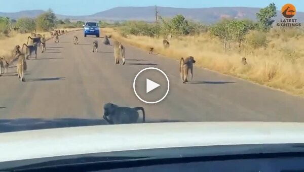 A troop of baboons beat up a leopard that attacked one of them