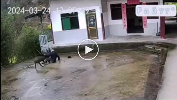 Man barely defended himself from a boar