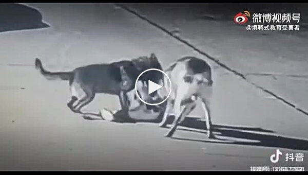 Chinese child unlucky to encounter aggressive street dogs