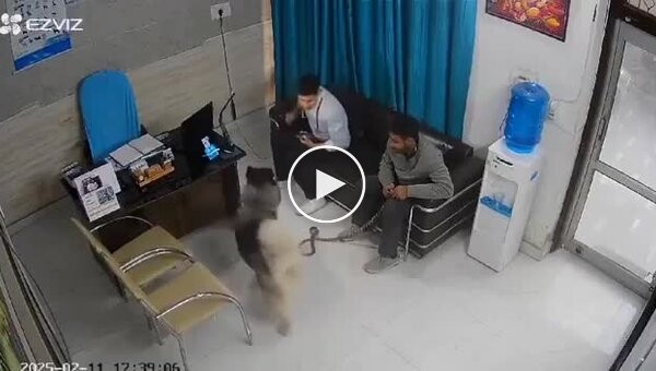 In India, a husky attacked a guy at a veterinary clinic