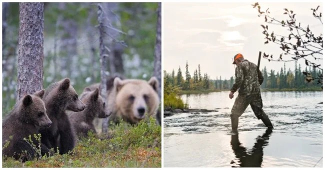 The Swedes staged a massacre of local bears (4 photos)