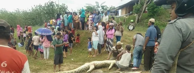 “An eye for an eye”: blood feud against crocodiles is accepted in Indonesia (5 photos)