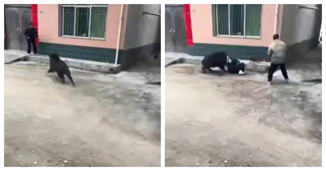 A wild boar brought chaos to a Chinese village (2 photos + 1 video)