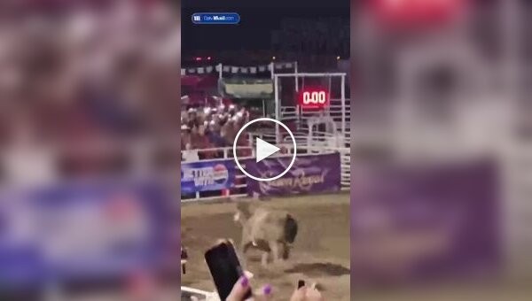 During the rodeo, a bull jumped over the fence and attacked spectators