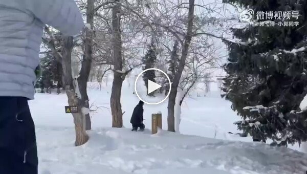 Снежный барс атаковал туристку в Китае