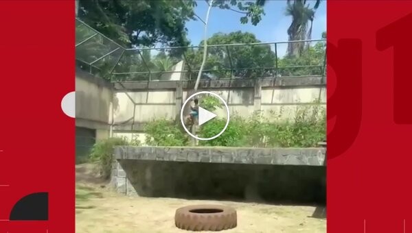 Львица напала на парня, залезшего к ней в вольер