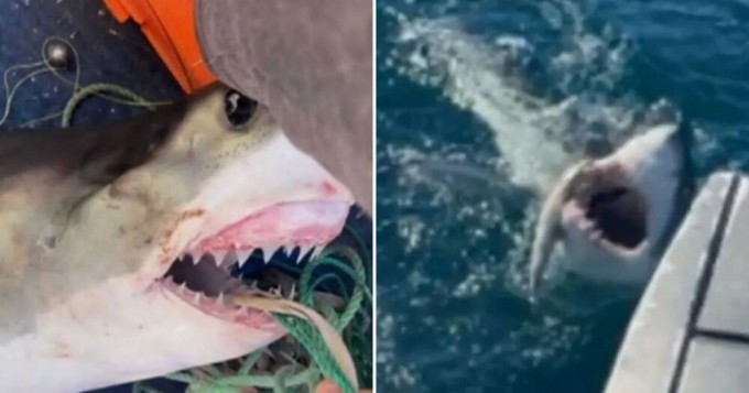 16-year-old fisherman nearly lost his leg when he caught a great white shark (5 photos + 1 video)