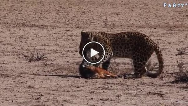 The leopard caught the jackal, who escaped and outwitted the predator