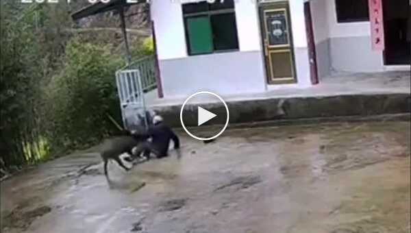 An old man barely fought off a wild boar in China