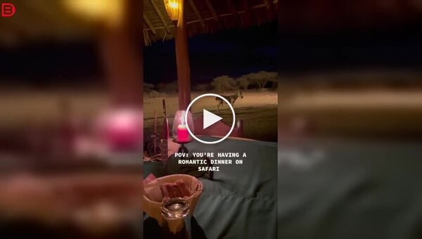 Романтический ужин на сафари: зебра добавила «энергии» в атмосферу