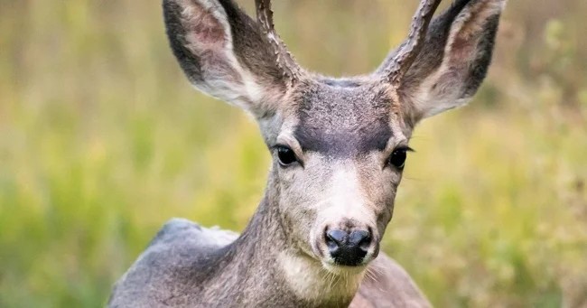 Болезнь, превращающая оленей в зомби, распространяется по США (7 фото + 1 видео)