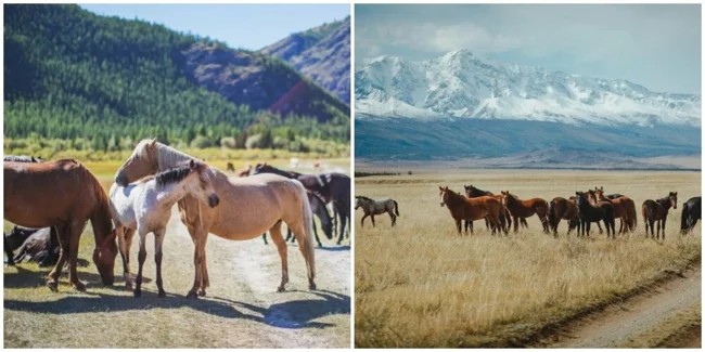 In Altai, a man cut the horses on which schoolchildren earned money for things for school (2 photos + 1 video)