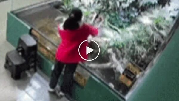 In China, a crocodile bit a girl on the arm