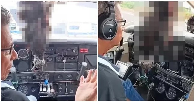 In Brazil, a vulture crashed into a passenger plane and broke the windshield (2 photos + 2 videos)