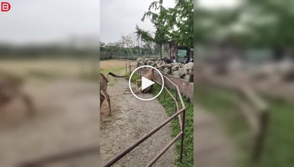 Curiosity got the better of it: a giraffe got stuck trying to look over a fence