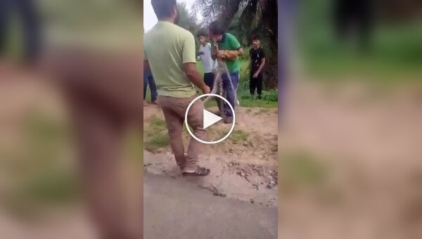 Нападение крупной змеи на мужчину попало на видео