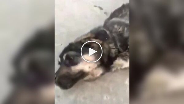 A fighting dog found food with a bad owner.