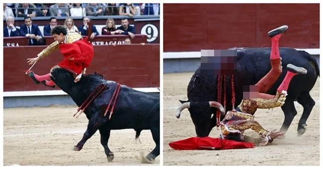 The worst matador in the world was impaled on horns again (6 photos + 1 video)