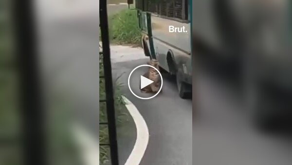 Леопард в сафари-парке прыгнул на автобус и сквозь окно поцарапал женщине руку