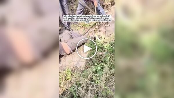 Питон напал на рабочего в Индии