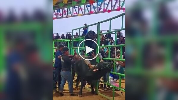 Парень застрял в снаряжении и оказался под копытами быка
