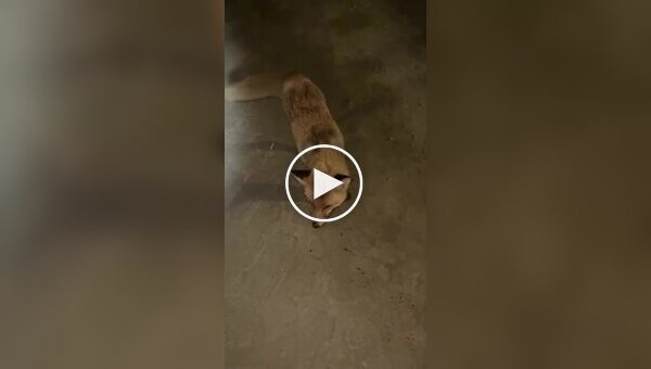 Бешеная лиса напала на девушку в Казахстане