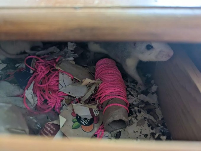 “They were hiding inside boxes”: a woman’s house turned out to be a colony of rats (6 photos)