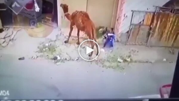 The camel's patience ran out: the boy received an unexpected rebuff.