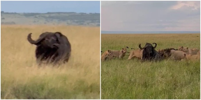 Tourists filmed how a pride of lions attacked a huge buffalo (5 photos + 1 video)