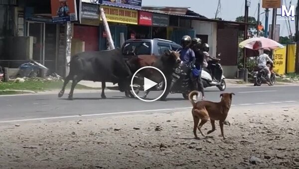 A motorcyclist and a passenger were injured in a bullfight in India.