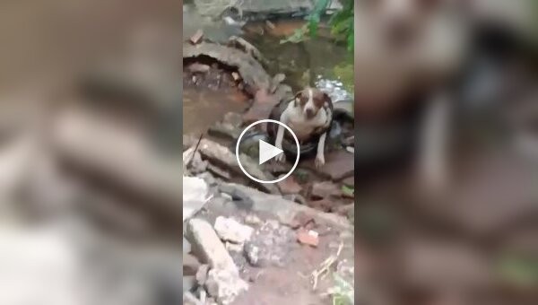 Anaconda nearly strangled a dog.