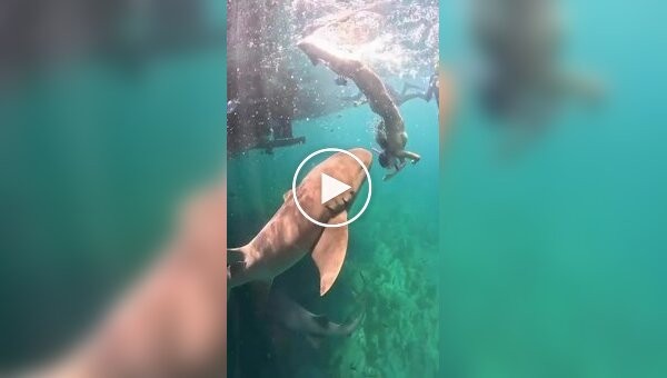 Shark bites female tourist on the leg during a dive in Brazil