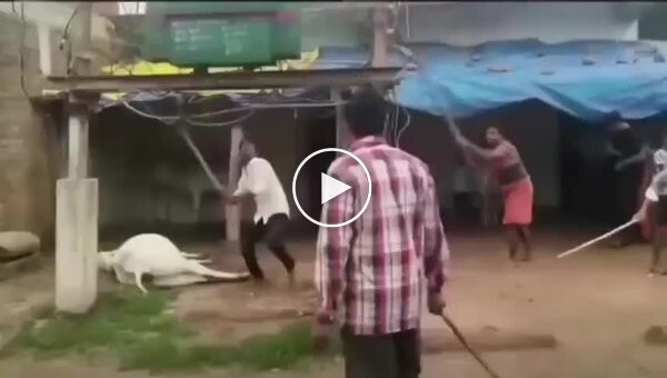Residents in India destroy a transformer after a cow dies from electric shock