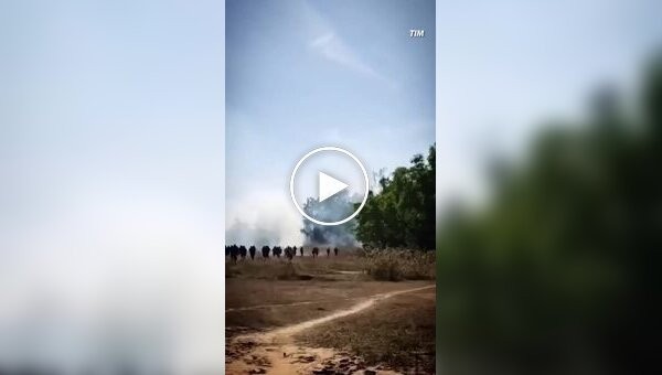 В Індії слон за 10 днів вбив понад два десятки людей