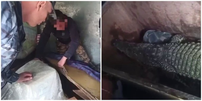 A live crocodile was detained at customs in Russia without documents, but with its owner (2 photos + 1 video)