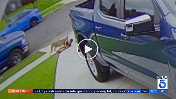 A coyote bit a four-year-old child in the US