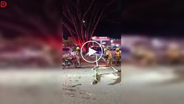 Простой спил дерева обернулся синяками для пожарного