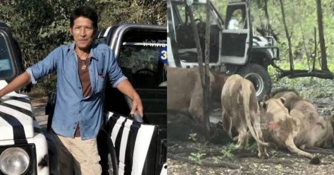 Львы загрызли смотрителя парка на глазах у посетителей (7 фото)